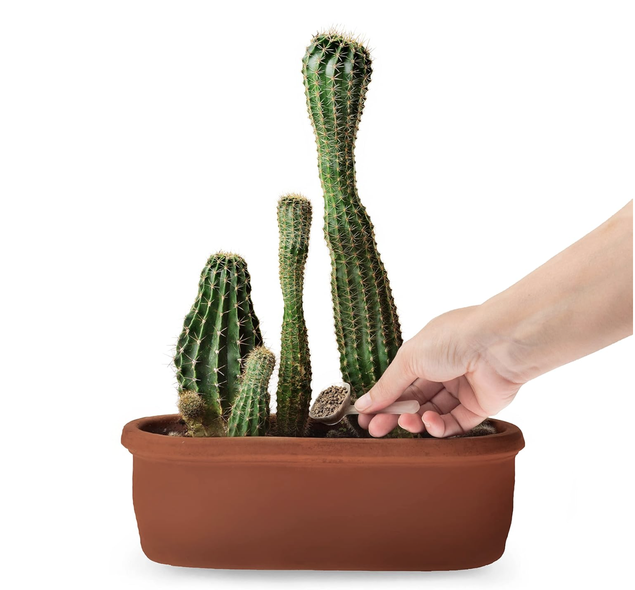 Desert Roots Succulent & Cactus Mix - Image 2
